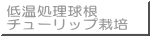 低温処理球根 チューリップ栽培 