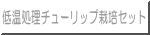 低温処理チューリップ栽培セット 