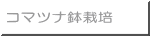 コマツナ鉢栽培