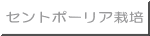セントポーリア栽培